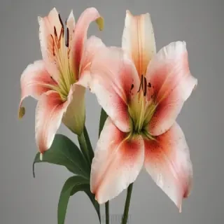 lily flower png