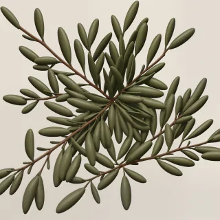 olive branch png
