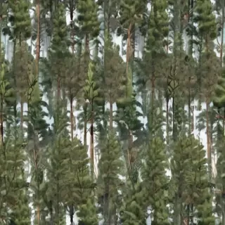 pine trees transparent background