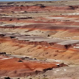 petrified forest