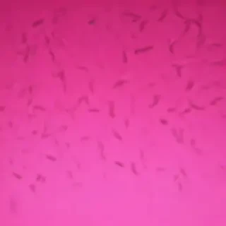 neon pink bg