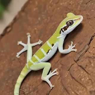 gecko lizard