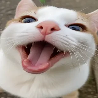funny face
