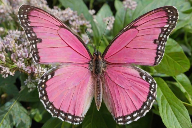 butterfly pink