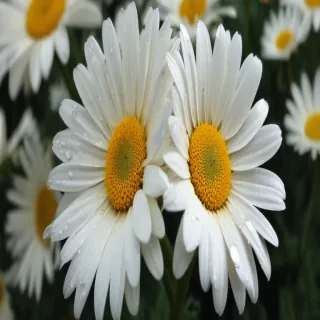 daisy wallpaper iphone
