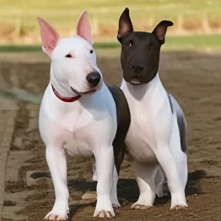 bull terrier dog breed