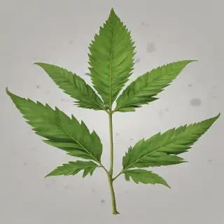 pot leaf png