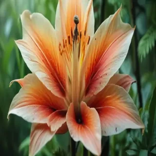 plants iphone wallpaper