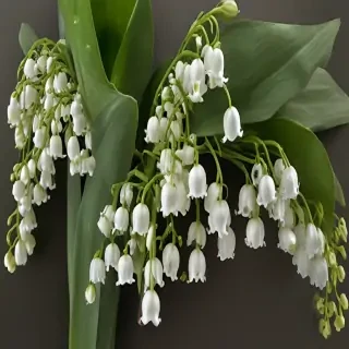 lily of the valley png