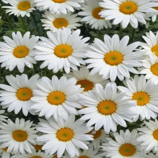 daisy desktop wallpaper