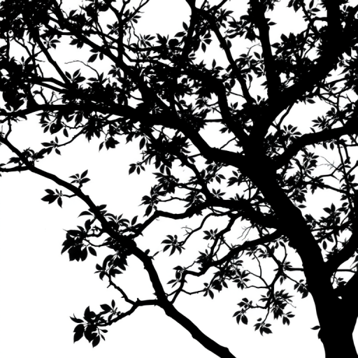 Create a high-resolution black silhouette of a tree with intricate branches and leaves against a bright white background, captured with a Canon EOS R5, 50mm lens, f/1.8 aperture, ISO 100, in a portrait view, with natural lighting to enhance the details.