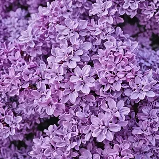 lilac wallpaper iphone
