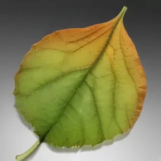 leaf transparent background