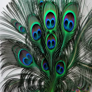 peacock feather images