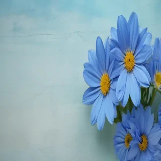 background blue flower