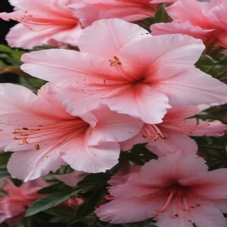 azalea flower
