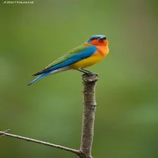 bird sounds
