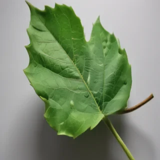 green leaf design