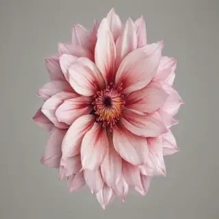 flower outline png