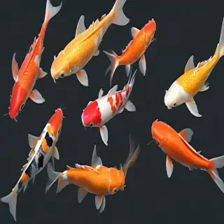 koi fish png