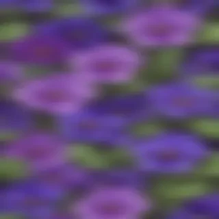 violets png