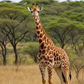 png giraffe