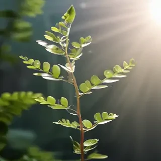 transparent plant