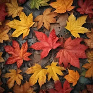autumn leaves iphone wallpaper
