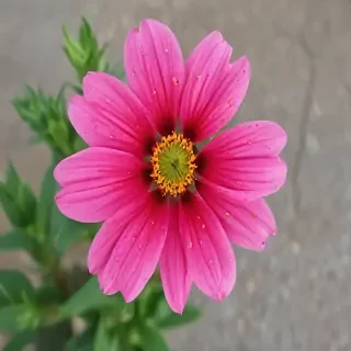 flower pictures