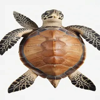 sea turtle png