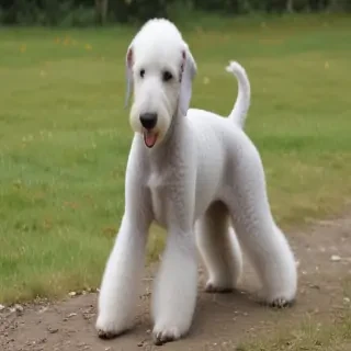 bedlington terrier
