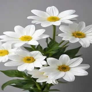 white flowers on white background