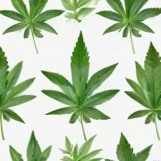 weed leaf png
