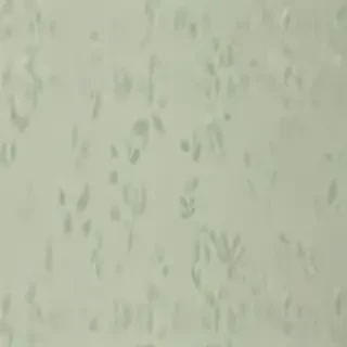 light sage green background