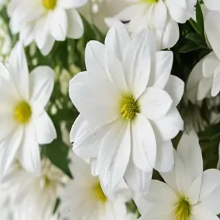 background white flower