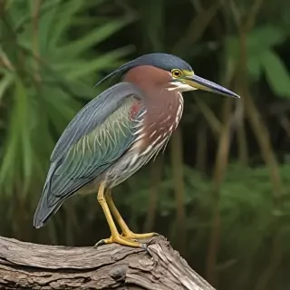 green heron