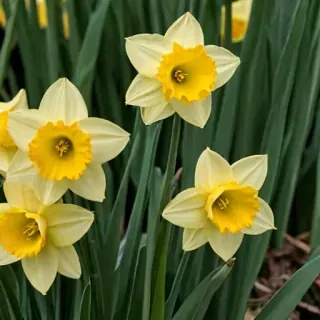 daffodil flower
