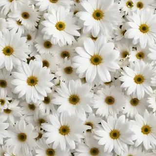 flowers white background