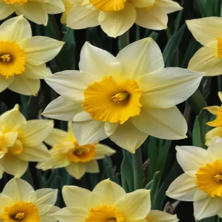 daffodil flower