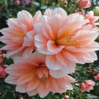 flower aesthetic