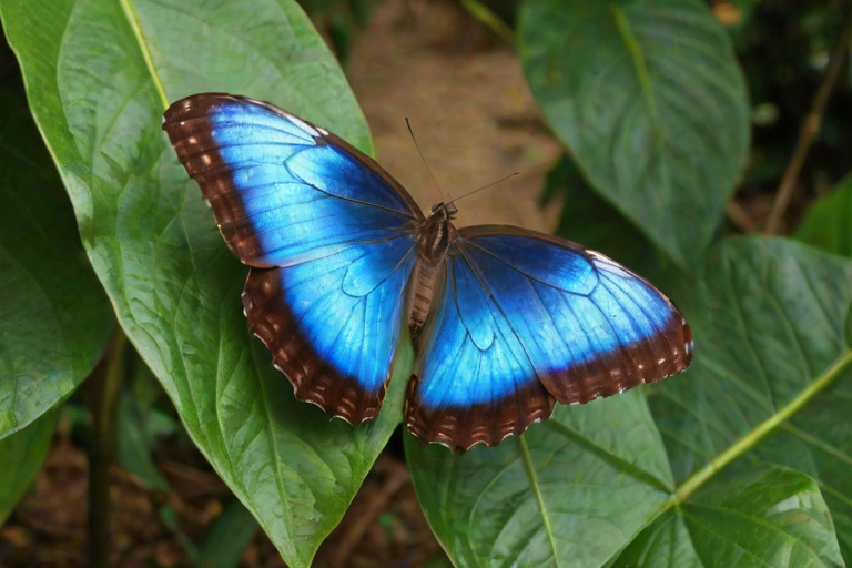 blue morpho butterfly