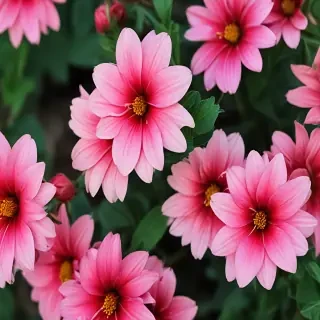 full screen flower wallpaper hd