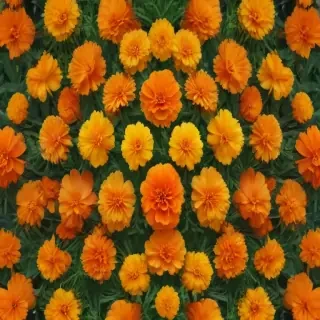 marigolds transparent