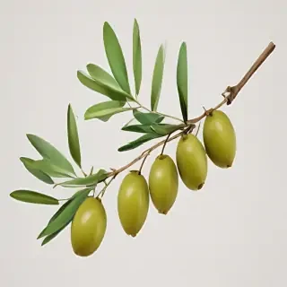 olive branch png