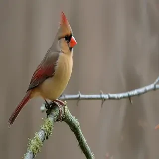 female cardinal