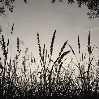 grass silhouette