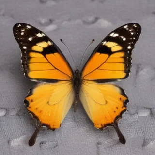 cute butterfly