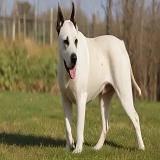 bull arab dog breed