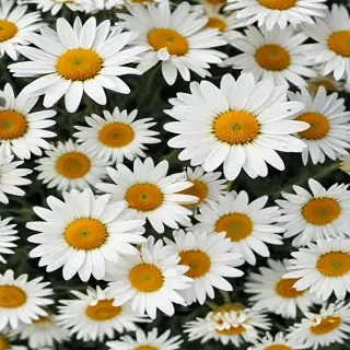 daisy desktop wallpaper
