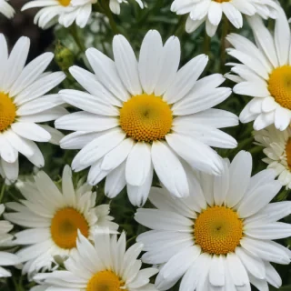 wallpaper daisy flower